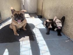 Found/Stray Male Dog last seen Olive st, Colton, CA 92324