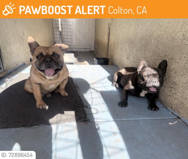 Found/Stray Male Dog last seen Olive st, Colton, CA 92324