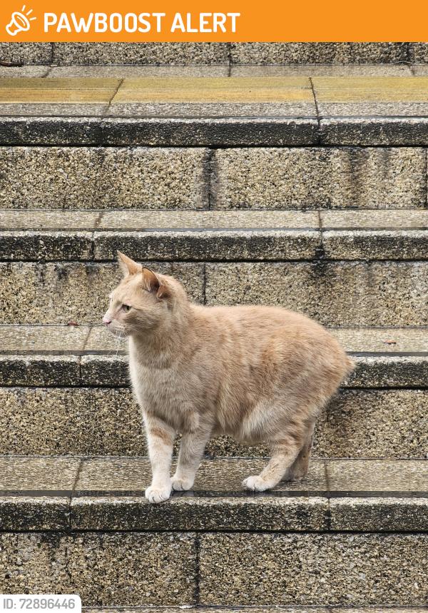 Found/Stray Unknown Cat last seen Fiveways island. Garden inside the roundabout,  close to Morrisons Fiveways , West Midlands, England B15