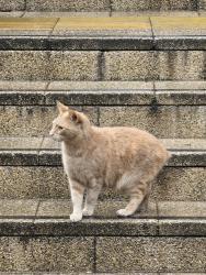 Found/Stray Unknown Cat last seen Fiveways island. Garden inside the roundabout,  close to Morrisons Fiveways , West Midlands, England B15