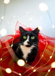 Reunited Male Cat last seen Staniforth/Ravencar area, Eckington, England S21