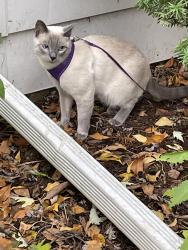 Reunited Male Cat last seen Clyde and Swift in Naperville , Naperville, IL 60565