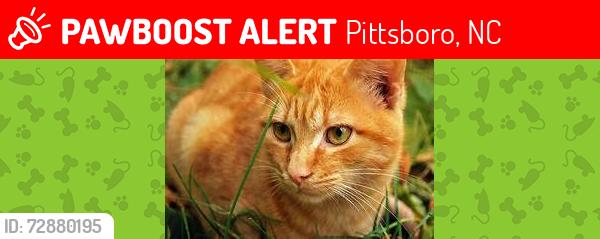 Lost Male Cat last seen North Pea Ridge and 64, Pittsboro, NC 27312