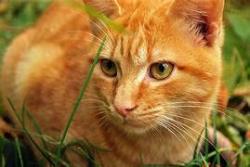 Lost Male Cat last seen North Pea Ridge and 64, Pittsboro, NC 27312