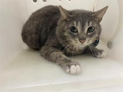 Shelter Stray Female Cat last seen Near BLOCK S 5HT PL, Milwaukee, WI 53215