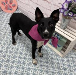 Shelter Stray Female Dog last seen Near BLOCK FIELDING ST, DETROIT MI 48228, Detroit, MI 48211