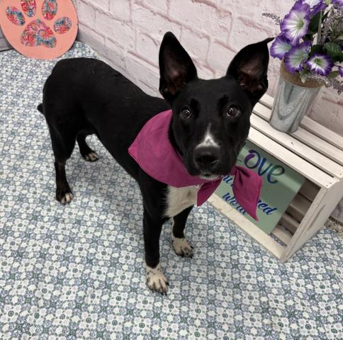 Shelter Stray Female Dog last seen Near BLOCK FIELDING ST, DETROIT MI 48228, Detroit, MI 48211