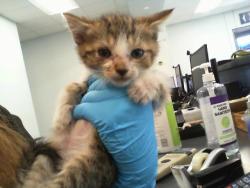 Shelter Stray Male Cat last seen CHARLOTTE, 8315 Byrum Dr, Charlotte, NC 28217, USA