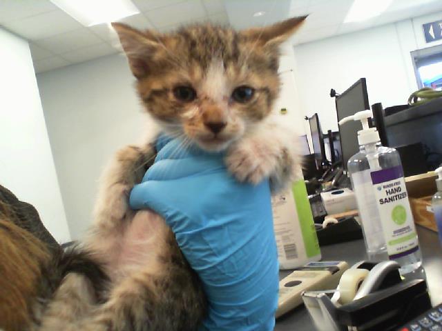 Shelter Stray Male Cat last seen CHARLOTTE, 8315 Byrum Dr, Charlotte, NC 28217, USA