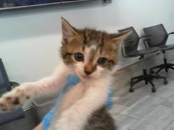 Shelter Stray Female Cat last seen CHARLOTTE, 8315 Byrum Dr, Charlotte, NC 28217, USA