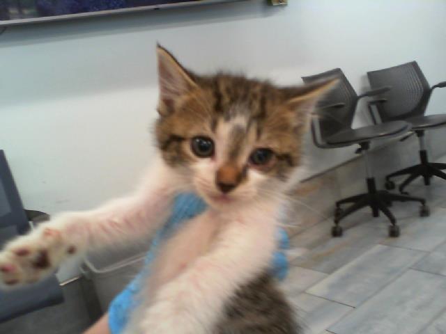 Shelter Stray Female Cat last seen CHARLOTTE, 8315 Byrum Dr, Charlotte, NC 28217, USA