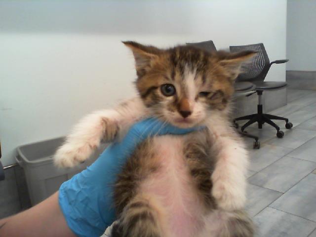 Shelter Stray Male Cat last seen CHARLOTTE, 8315 Byrum Dr, Charlotte, NC 28217, USA