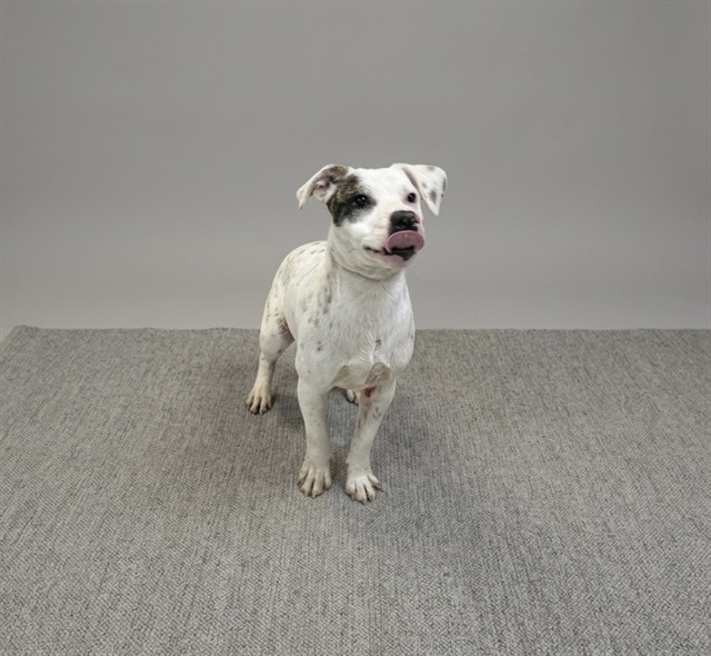 Shelter Stray Male Dog last seen Near BLOCK SW 149 PL, Doral, FL 33122