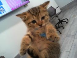 Shelter Stray Male Cat last seen CHARLOTTE, 8315 Byrum Dr, Charlotte, NC 28217, USA