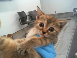Shelter Stray Female Cat last seen CHARLOTTE, 8315 Byrum Dr, Charlotte, NC 28217, USA