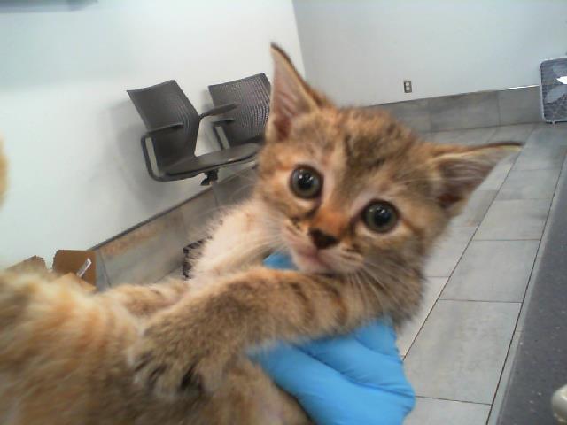 Shelter Stray Female Cat last seen CHARLOTTE, 8315 Byrum Dr, Charlotte, NC 28217, USA