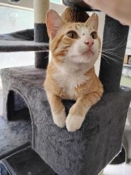 Found/Stray Male Cat last seen Cosze Health Assisted Living, Laurel, MD 20707