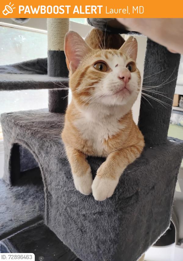 Found/Stray Male Cat last seen Cosze Health Assisted Living, Laurel, MD 20707
