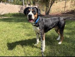 Shelter Stray Male Dog last seen , San Pedro, CA 90731