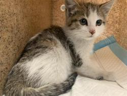 Shelter Stray Female Cat last seen ROSE MEAD CIR & FARM DALE WAY, Sacramento, CA 95818