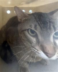 Shelter Stray Unknown Cat last seen DRIFTWOOD LN, SANFORD, Sanford, FL 32773