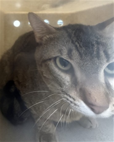 Shelter Stray Unknown Cat last seen DRIFTWOOD LN, SANFORD, 232 Eslinger Way, Sanford, FL 32773, USA
