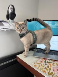 Lost Female Cat last seen Marietta blvd nw x Bolton rd nw, Altus by the quartrt, Atlanta, GA 30318