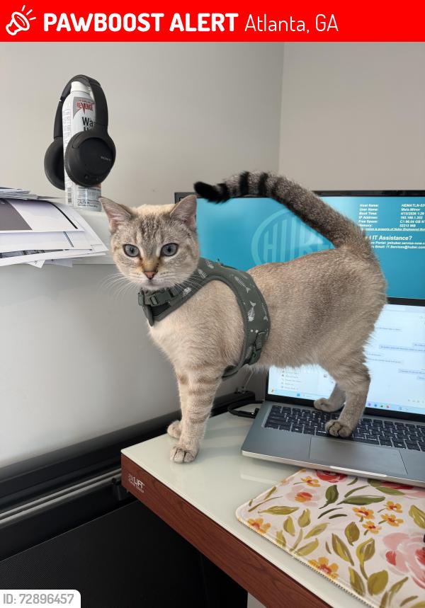 Lost Female Cat last seen Marietta blvd nw x Bolton rd nw, Altus by the quartrt, Atlanta, GA 30318