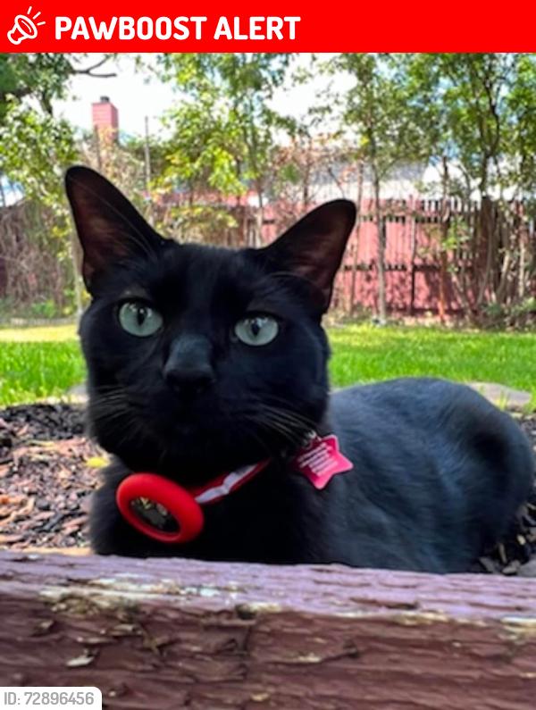 Lost Male Cat last seen Hillside Dr and Peninsula , Lakewood Village, TX 75068
