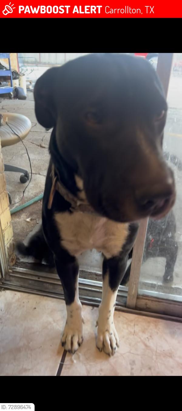Lost Female Dog last seen Highland dr , Carrollton, TX 75006
