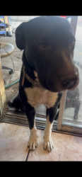 Lost Female Dog last seen Highland dr , Carrollton, TX 75006