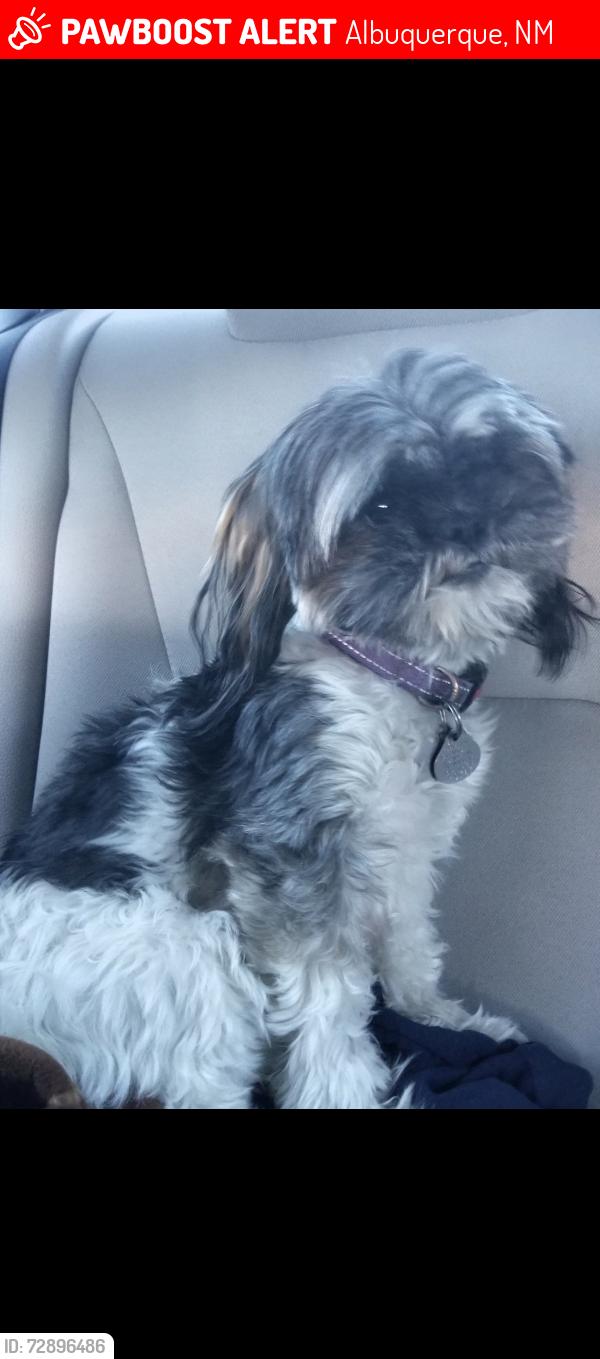 Lost Female Dog last seen Speedway in Ventana Ranch, Albuquerque, NM 87114