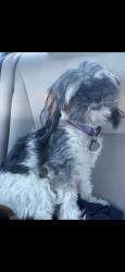 Lost Female Dog last seen Speedway in Ventana Ranch, Albuquerque, NM 87114