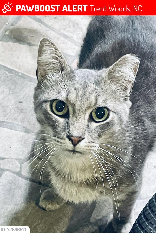 Lost Male Cat last seen Rossie rd and River rd, Trent Woods, NC 28562
