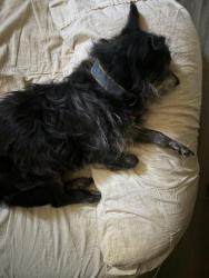 Lost Male Dog last seen Peach / Barstow , Barstow, CA 92311