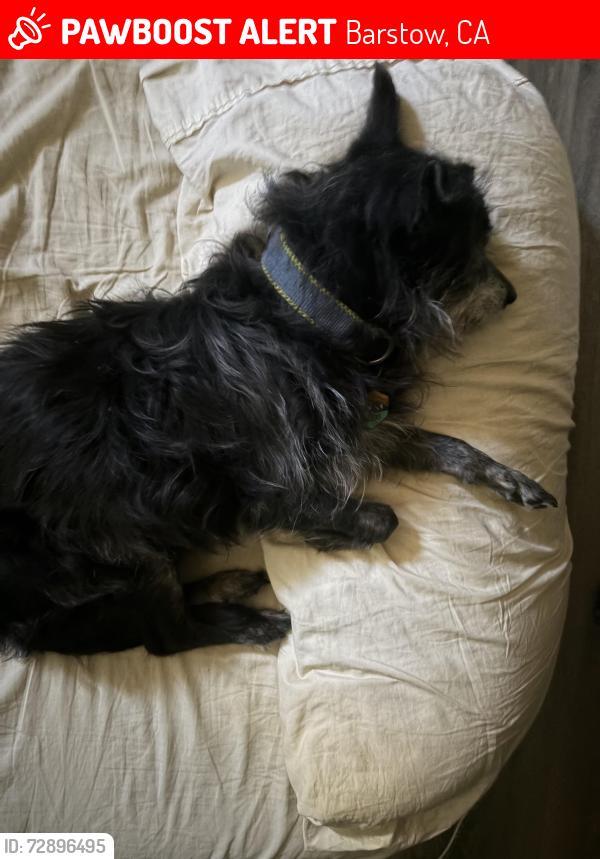 Lost Male Dog last seen Peach / Barstow , Barstow, CA 92311