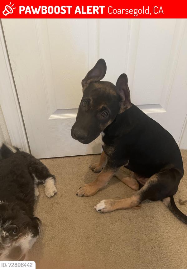 Lost Male Dog last seen Dome and ranger circle, Coarsegold, CA 93614