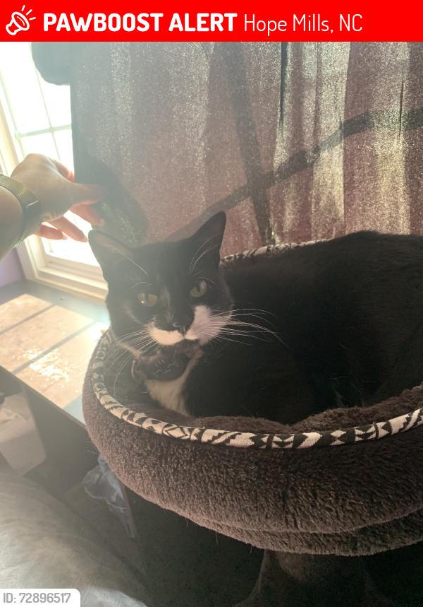 Lost Female Cat last seen Pristine lane, Hope Mills, NC 28348