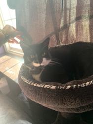 Lost Female Cat last seen Pristine lane, Hope Mills, NC 28348