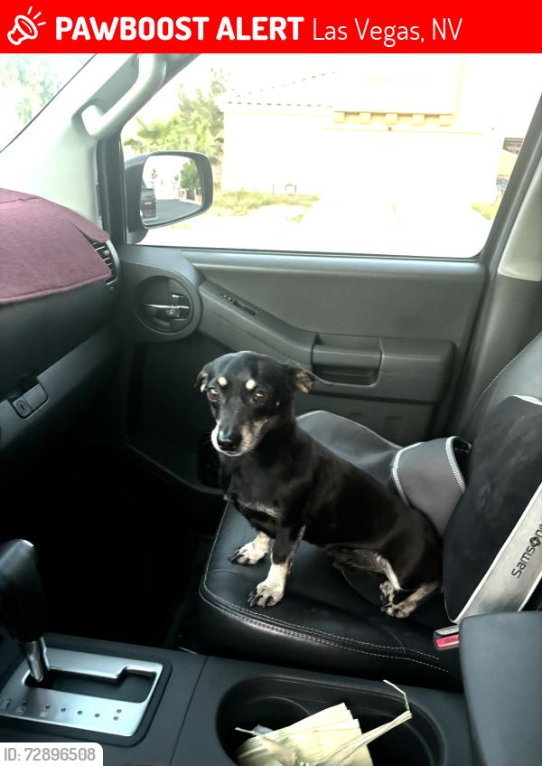 Lost Male Dog last seen orchard valley & american beauty, Las Vegas, NV 89142