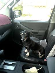 Lost Male Dog last seen orchard valley & american beauty, Las Vegas, NV 89142
