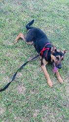Found/Stray Female Dog last seen Fitzhugh and 820, Fort Worth, TX 76119