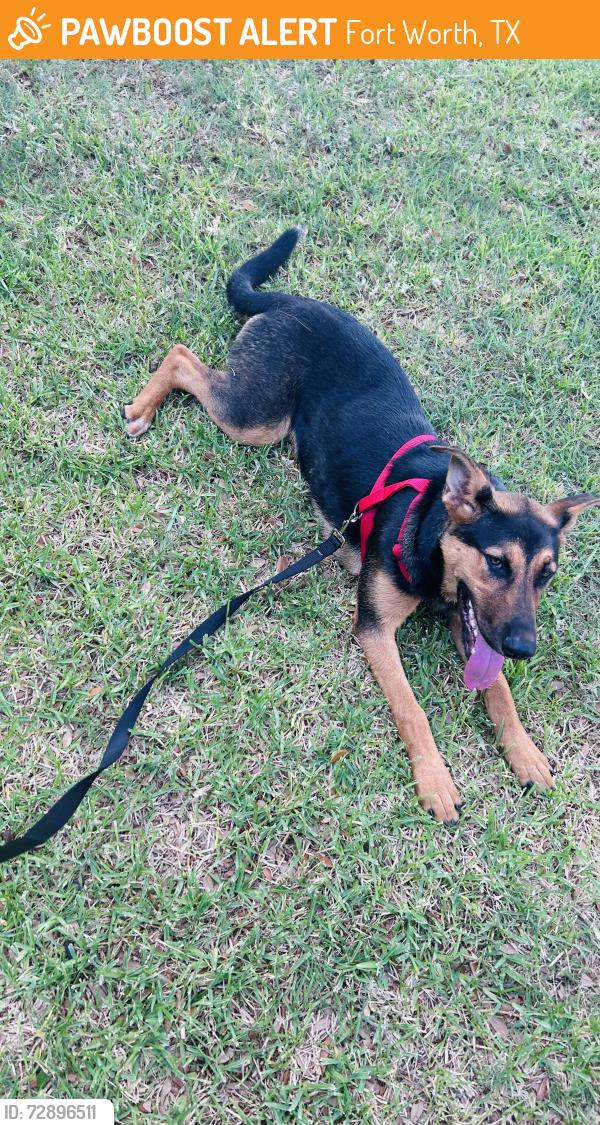 Found/Stray Female Dog last seen Fitzhugh and 820, Fort Worth, TX 76119