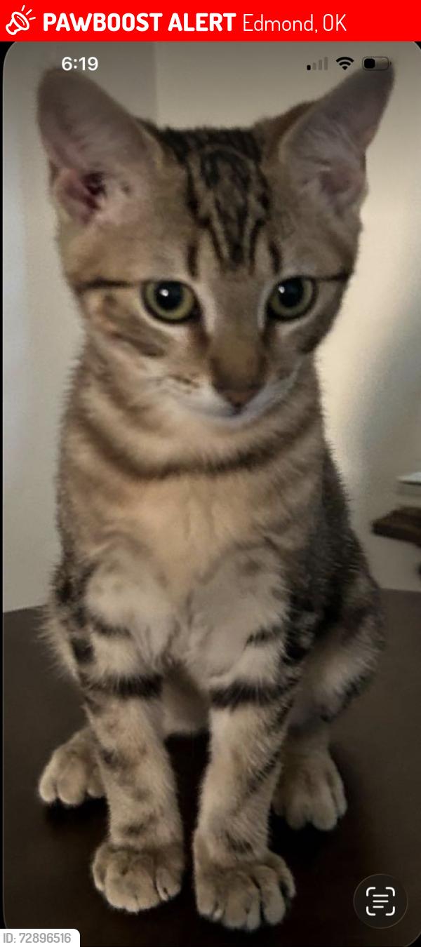 Lost Male Cat last seen Cooper creek neighborhood , Edmond, OK 73025