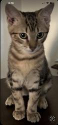 Lost Male Cat last seen Cooper creek neighborhood , Edmond, OK 73025