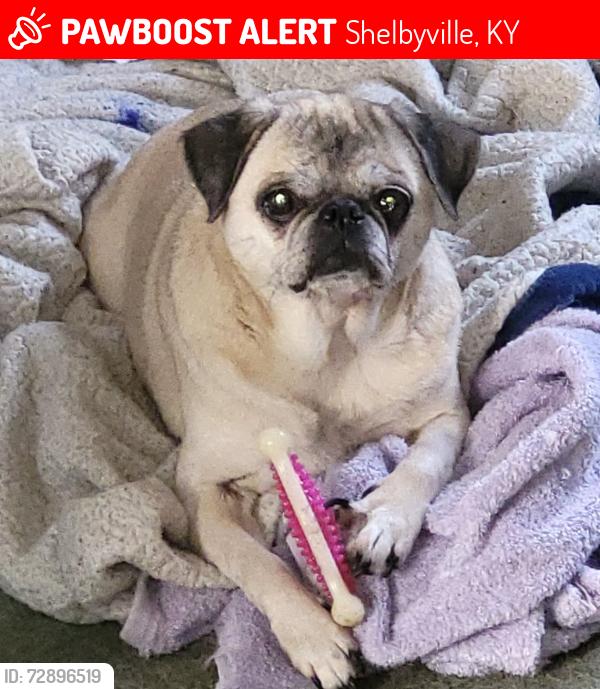 Lost Female Dog last seen US 60, Maple Grove Senior Living, Shelbyville, KY 40065