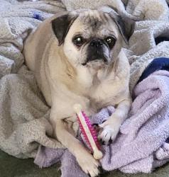 Lost Female Dog last seen US 60, Maple Grove Senior Living, Shelbyville, KY 40065