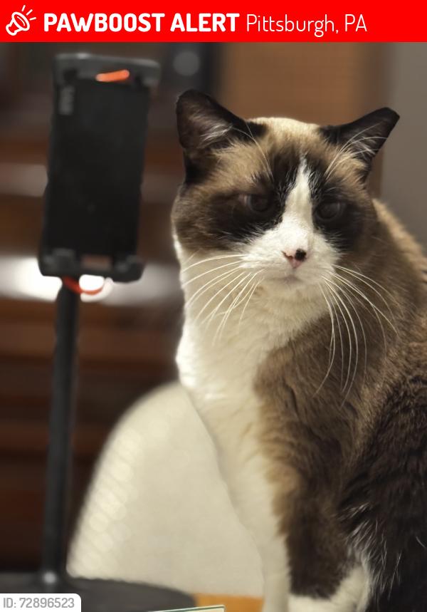 Lost Female Cat last seen Rockledge st , Pittsburgh, PA 15212