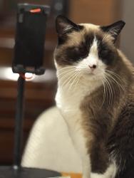 Lost Female Cat last seen Rockledge st , Pittsburgh, PA 15212