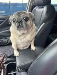 Found/Stray Female Dog last seen Webster and 38th roaming in the grass near st. Cecilia, Omaha, NE 68131